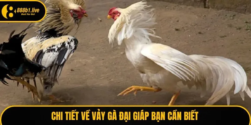 Chi tiết về vảy gà đại giáp bạn cần biết