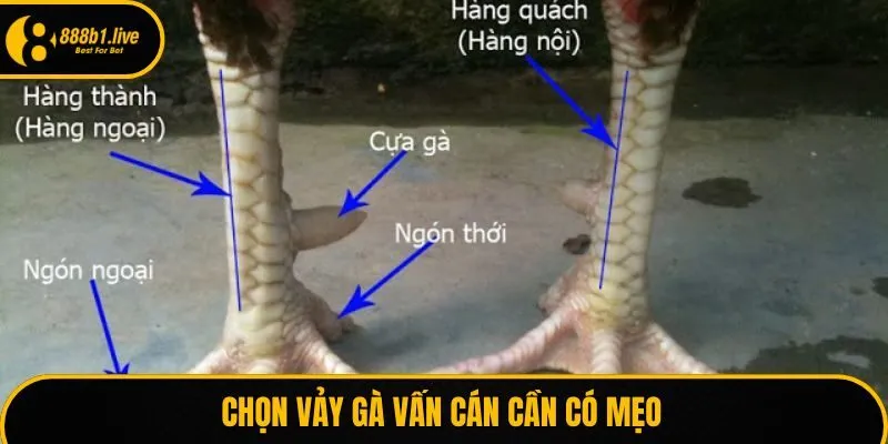 Chọn vảy gà vấn cán cần có mẹo