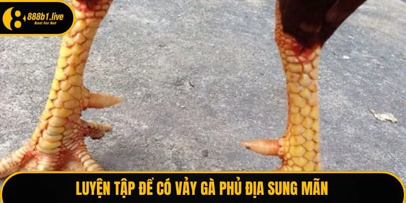 Luyện tập để có vảy gà phủ địa sung mãn