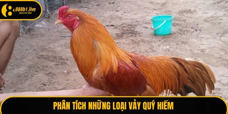Những loại vảy bạn cần biết
