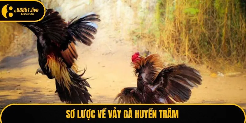 Sơ lược về vảy gà huyền trâm