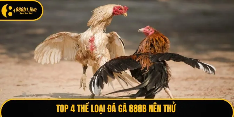 Top 4 thể loại đá gà 888B nên thử