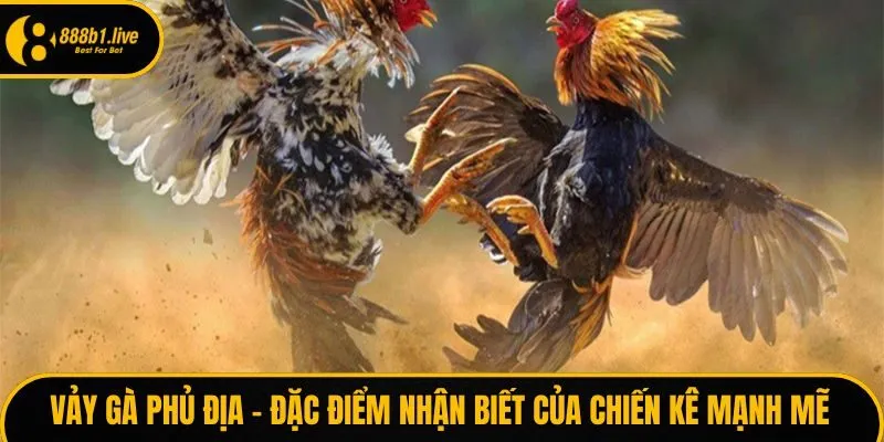 Vảy gà phủ địa