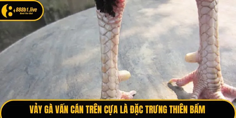 Vảy gà vấn cán trên cựa là đặc trưng thiên bẩm