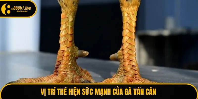 Vị trí thể hiện sức mạnh của gà vấn cán